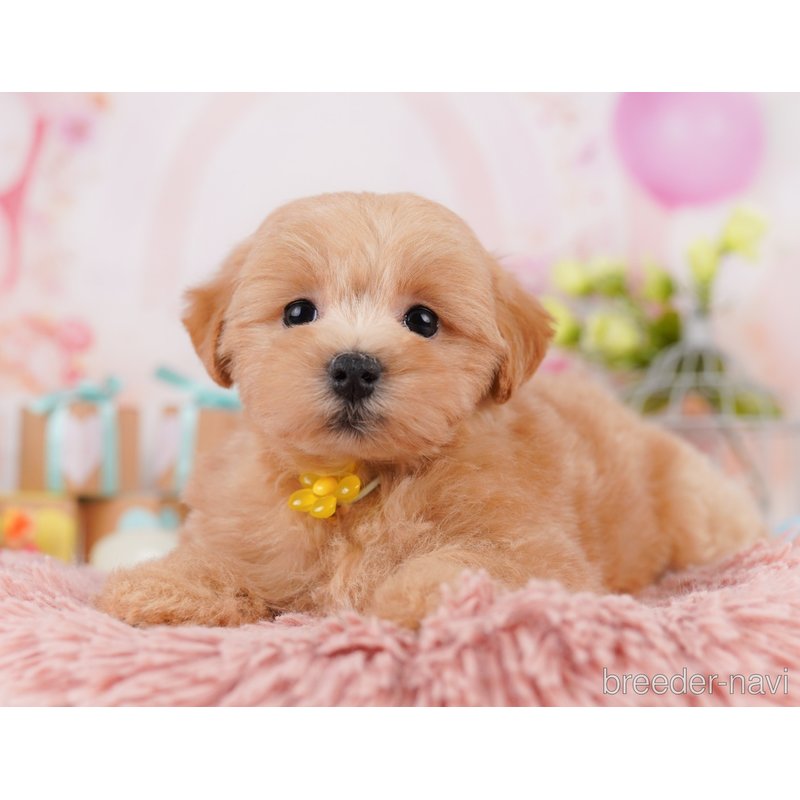 販売中の千葉県のミックス犬-399802の9枚目