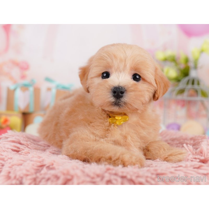 販売中の千葉県のミックス犬-399802の5枚目