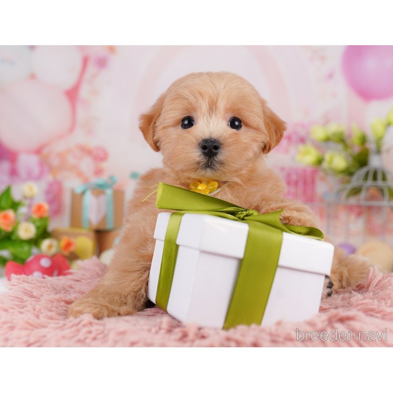 販売中の千葉県のミックス犬-399802の6枚目