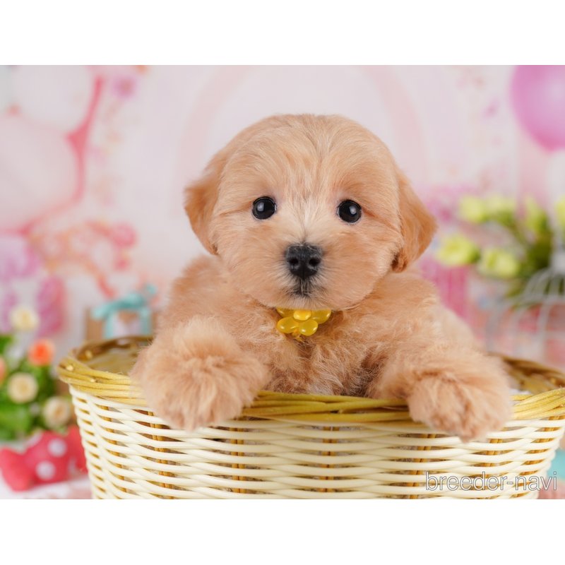 販売中の千葉県のミックス犬-399802の7枚目