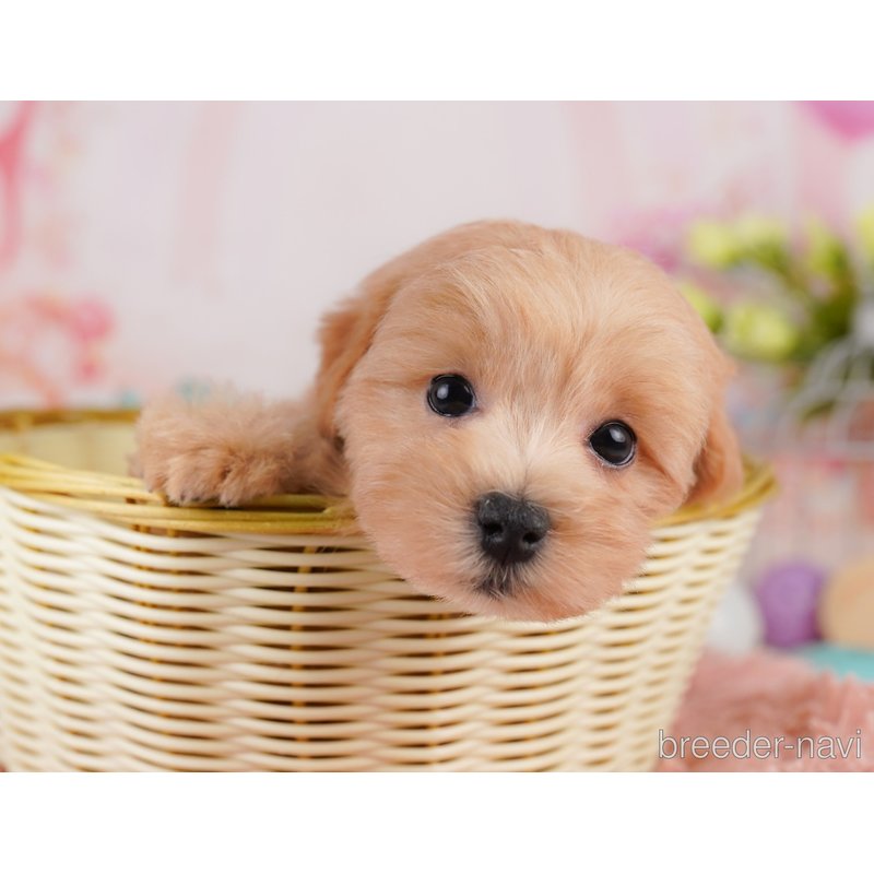 販売中の千葉県のミックス犬-399802の8枚目