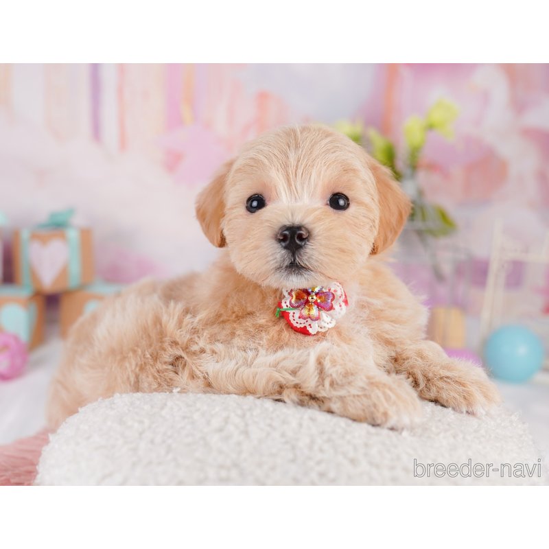 販売中の千葉県のミックス犬-399805
