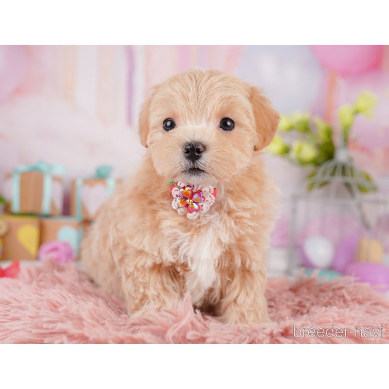 販売中の千葉県のミックス犬-399805の6枚目