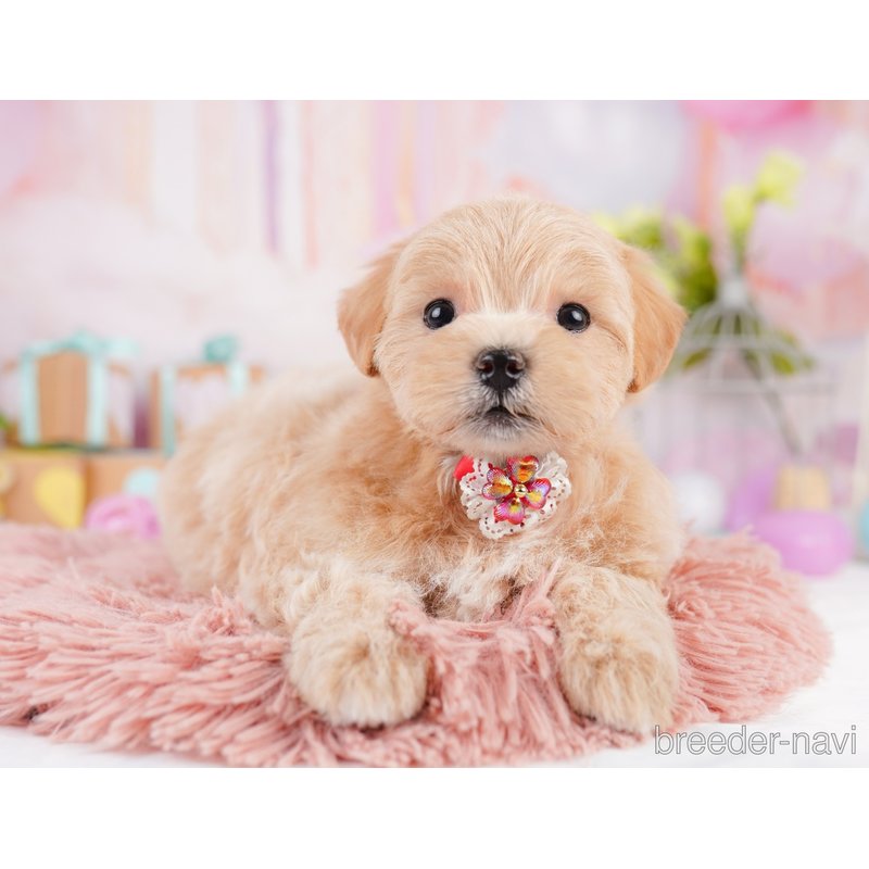 販売中の千葉県のミックス犬-399805の7枚目