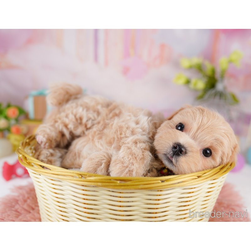 販売中の千葉県のミックス犬-399805の8枚目