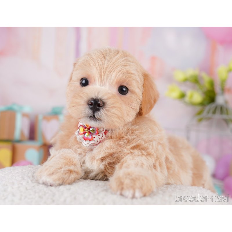 販売中の千葉県のミックス犬-399805の9枚目
