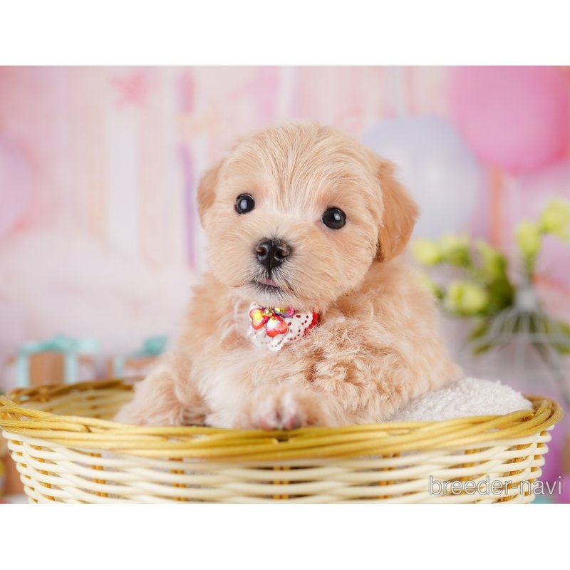 販売中の千葉県のミックス犬-399805の10枚目