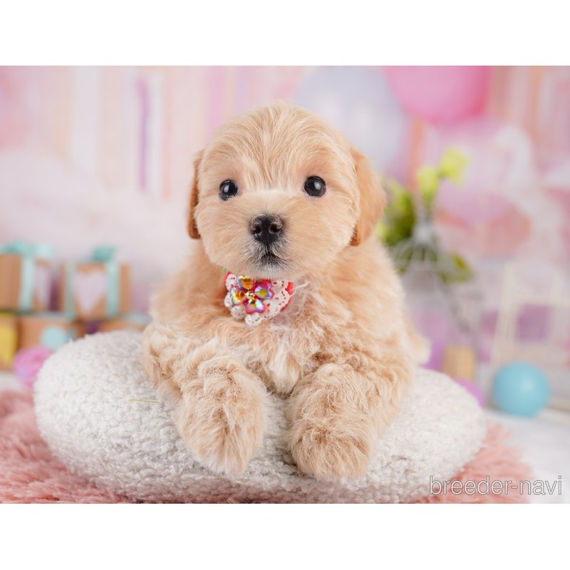 販売中の千葉県のミックス犬-399805の5枚目