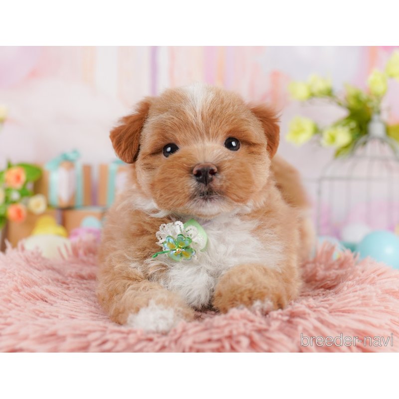 販売中の千葉県のミックス犬-399809の10枚目