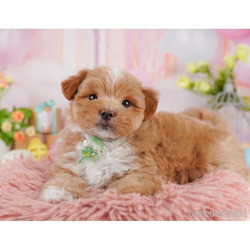 販売中の千葉県のミックス犬-399809