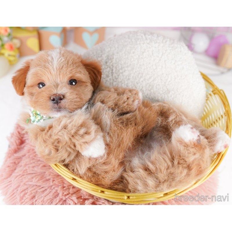 販売中の千葉県のミックス犬-399809の8枚目