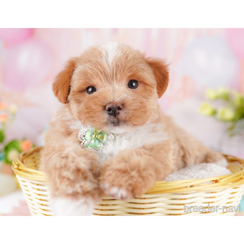 販売中の千葉県のミックス犬-399809の9枚目