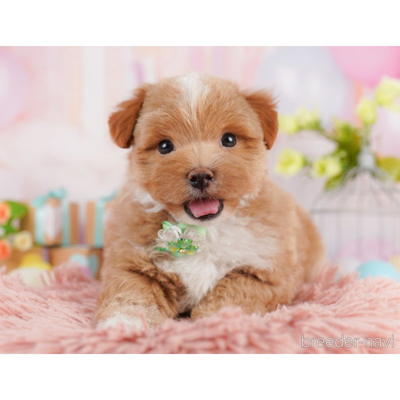 販売中の千葉県のミックス犬-399809の5枚目