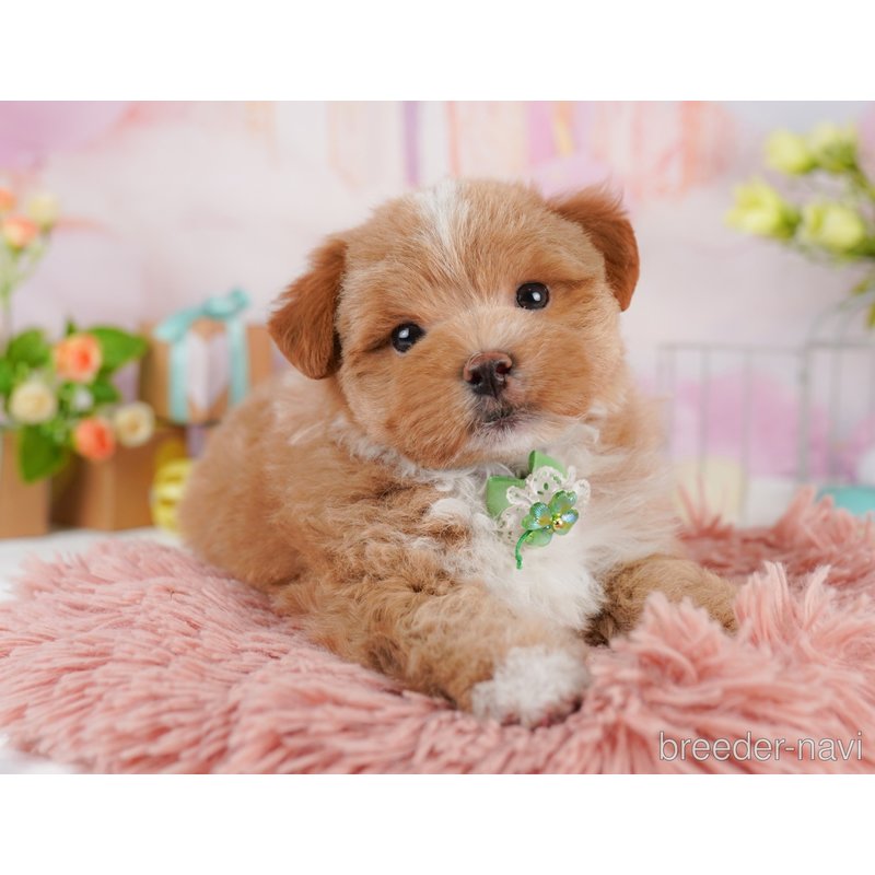 販売中の千葉県のミックス犬-399809の6枚目