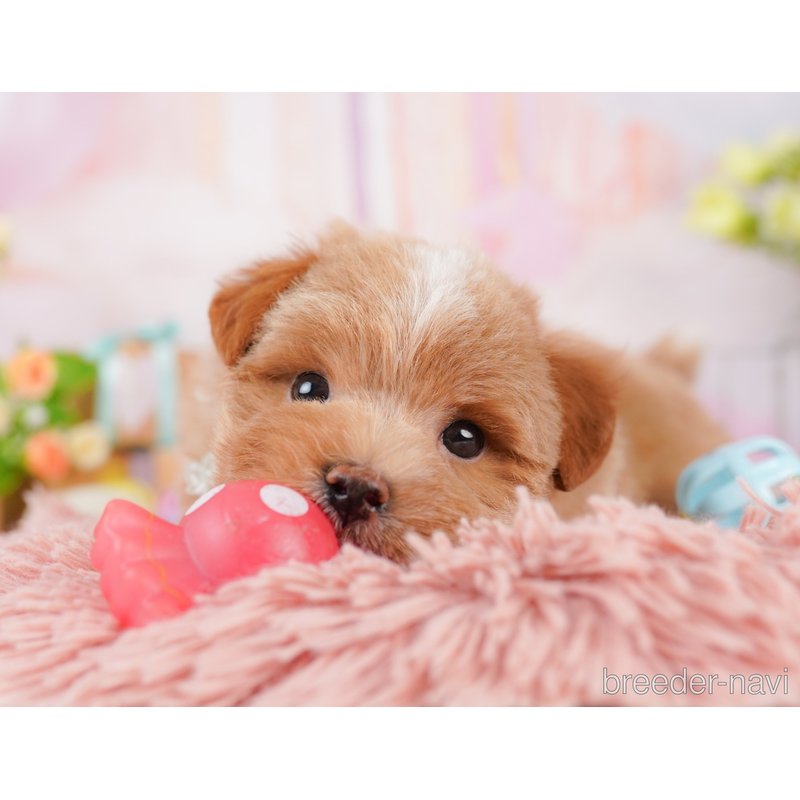 販売中の千葉県のミックス犬-399809の7枚目