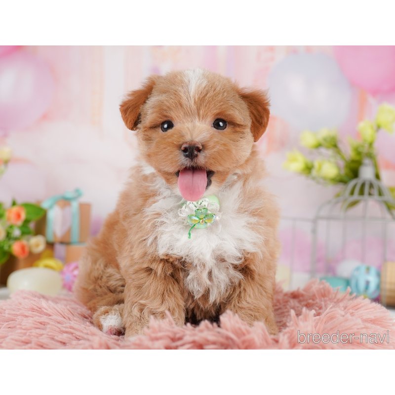 販売中の千葉県のミックス犬-399809の4枚目