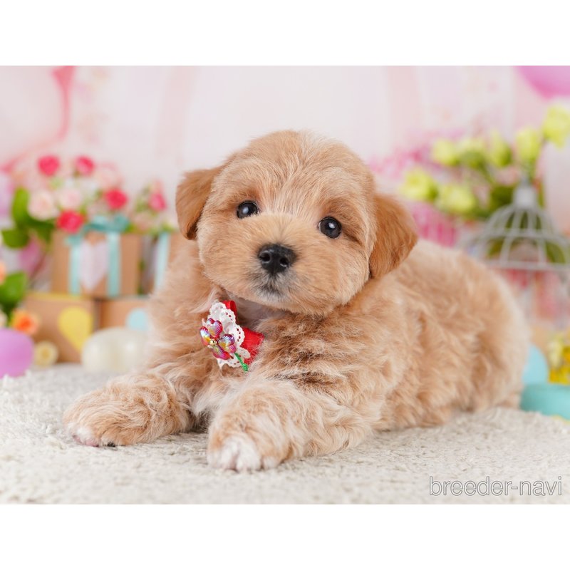 販売中の千葉県のミックス犬-399810