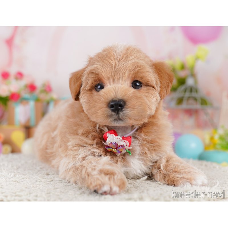 販売中の千葉県のミックス犬-399810の5枚目