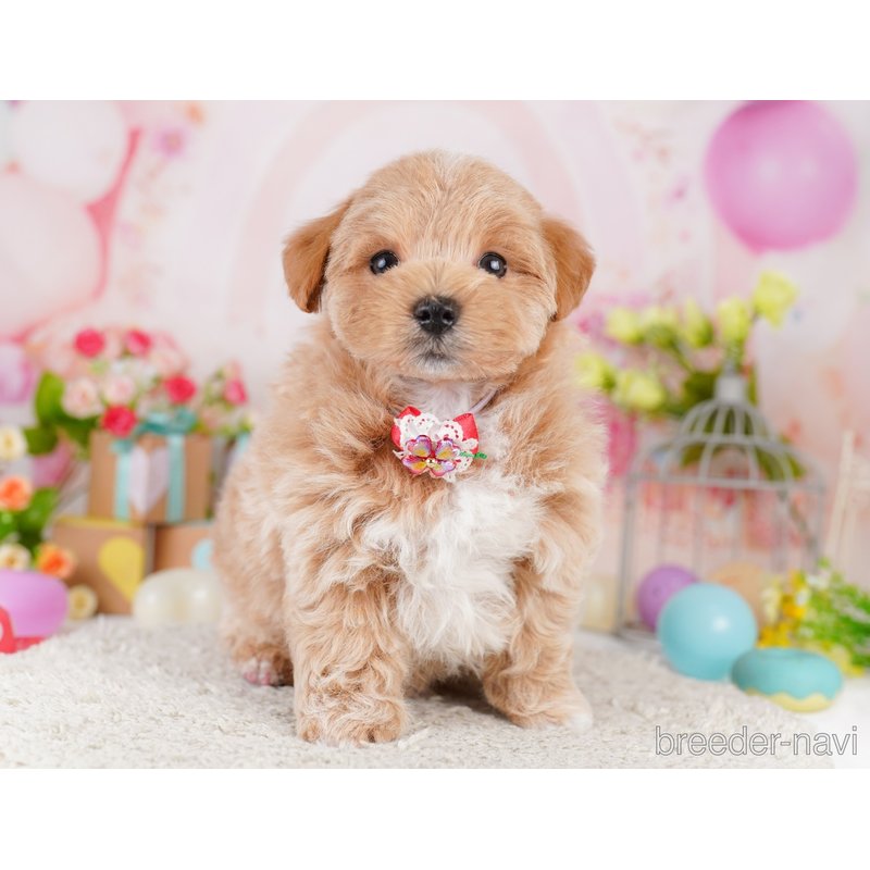 販売中の千葉県のミックス犬-399810の6枚目