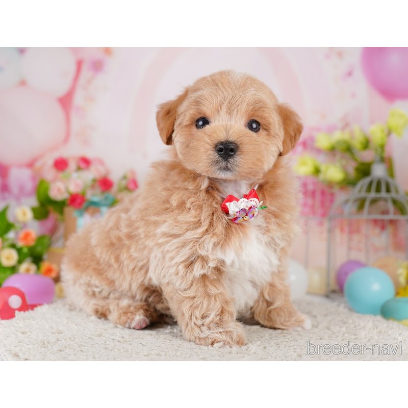 販売中の千葉県のミックス犬-399810の4枚目