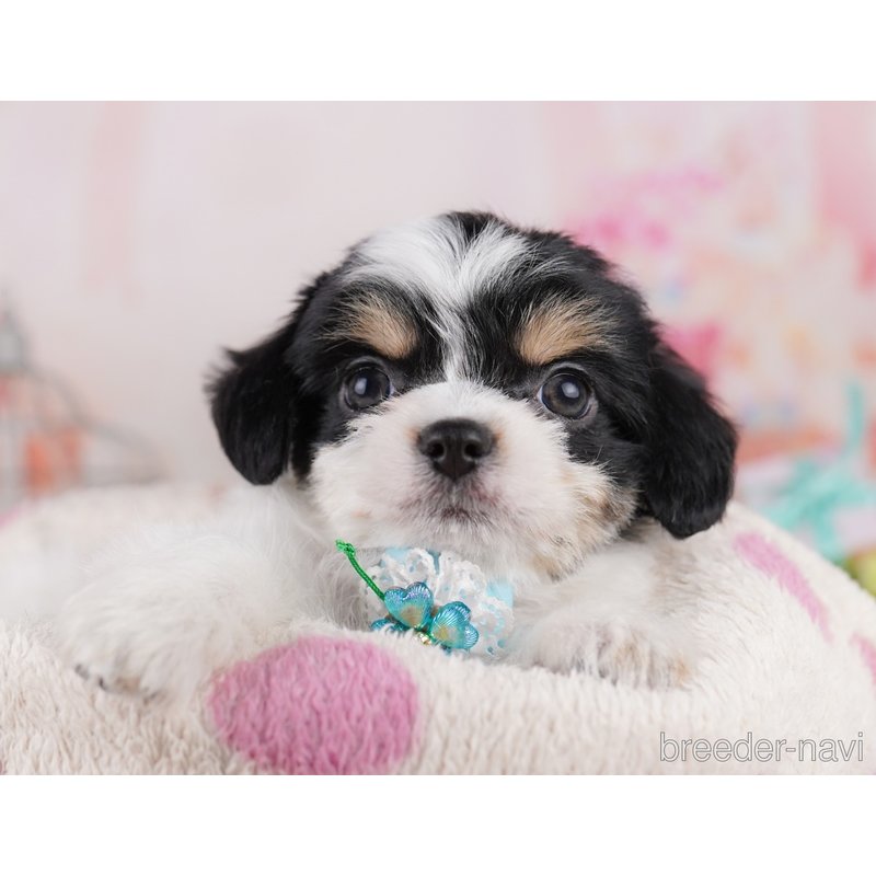 販売中の千葉県のミックス犬-399783の1枚目