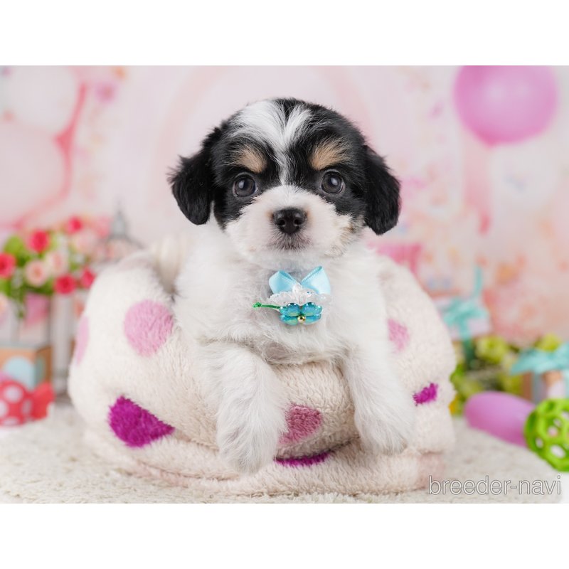 販売中の千葉県のミックス犬-399783の8枚目