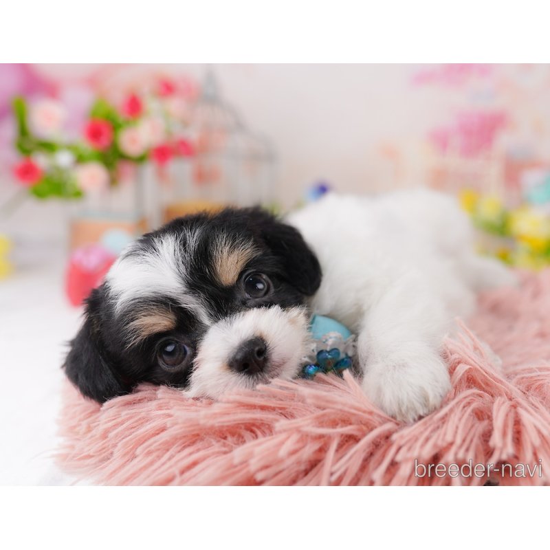 販売中の千葉県のミックス犬-399783の9枚目