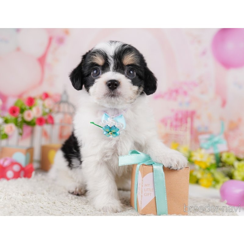 販売中の千葉県のミックス犬-399783の10枚目