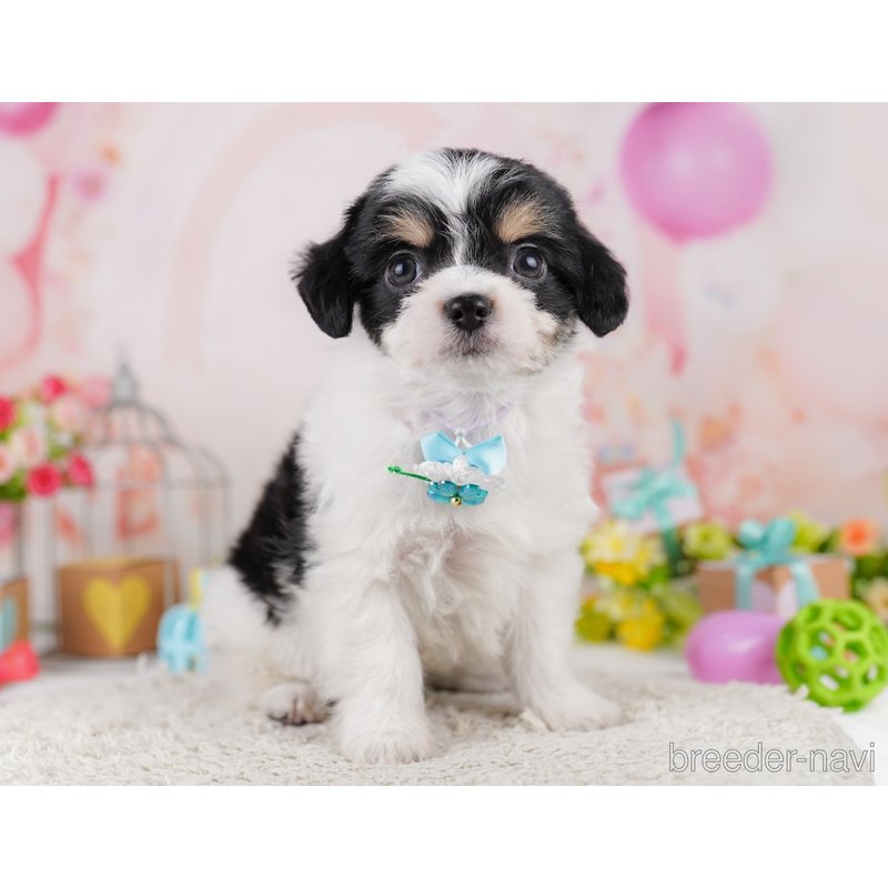 販売中の千葉県のミックス犬-399783の6枚目