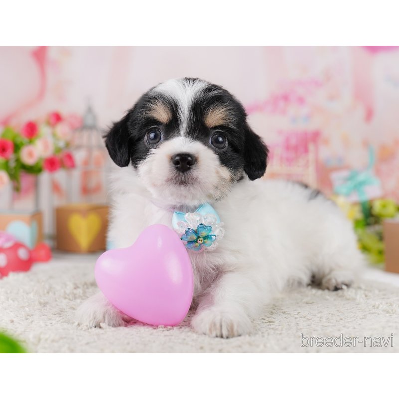 販売中の千葉県のミックス犬-399783の4枚目