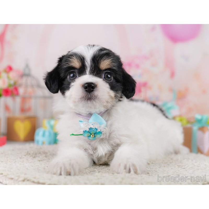 販売中の千葉県のミックス犬-399783の5枚目
