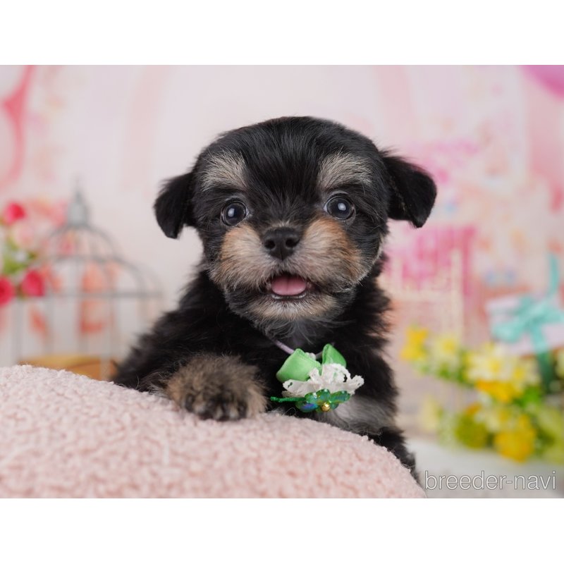販売中の千葉県のミックス犬-399786の8枚目