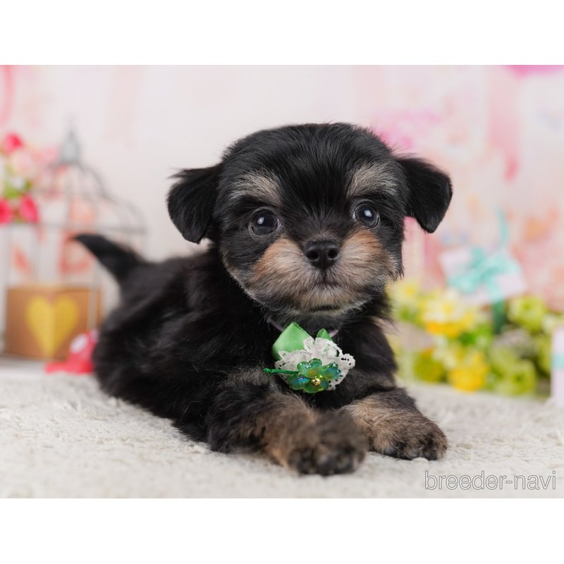 販売中の千葉県のミックス犬-399786の1枚目