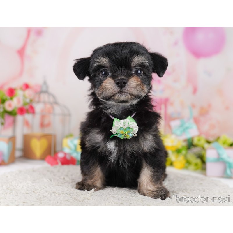 販売中の千葉県のミックス犬-399786の9枚目