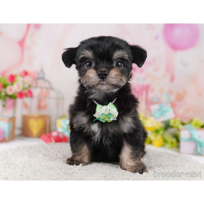 販売中の千葉県のミックス犬-399786の10枚目
