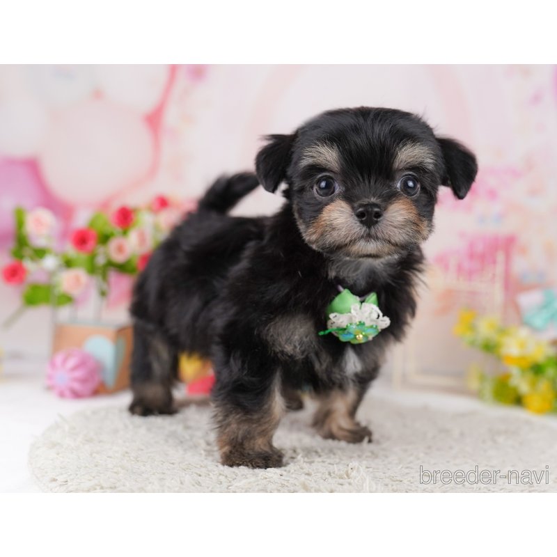 販売中の千葉県のミックス犬-399786の4枚目