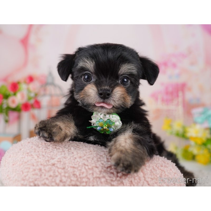 販売中の千葉県のミックス犬-399786の5枚目