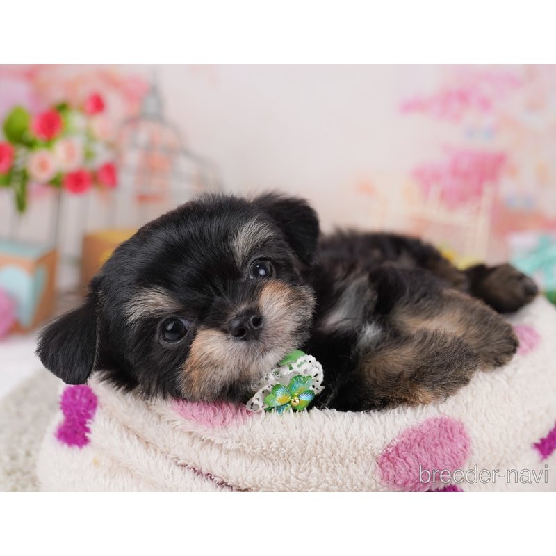 販売中の千葉県のミックス犬-399786の7枚目
