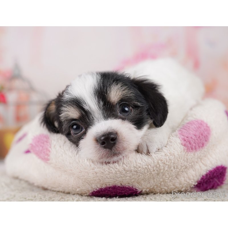 販売中の千葉県のミックス犬-399793の1枚目