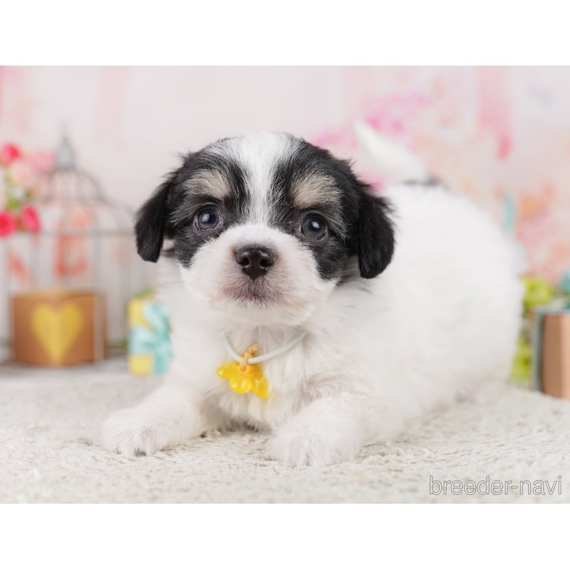 販売中の千葉県のミックス犬-399793の10枚目