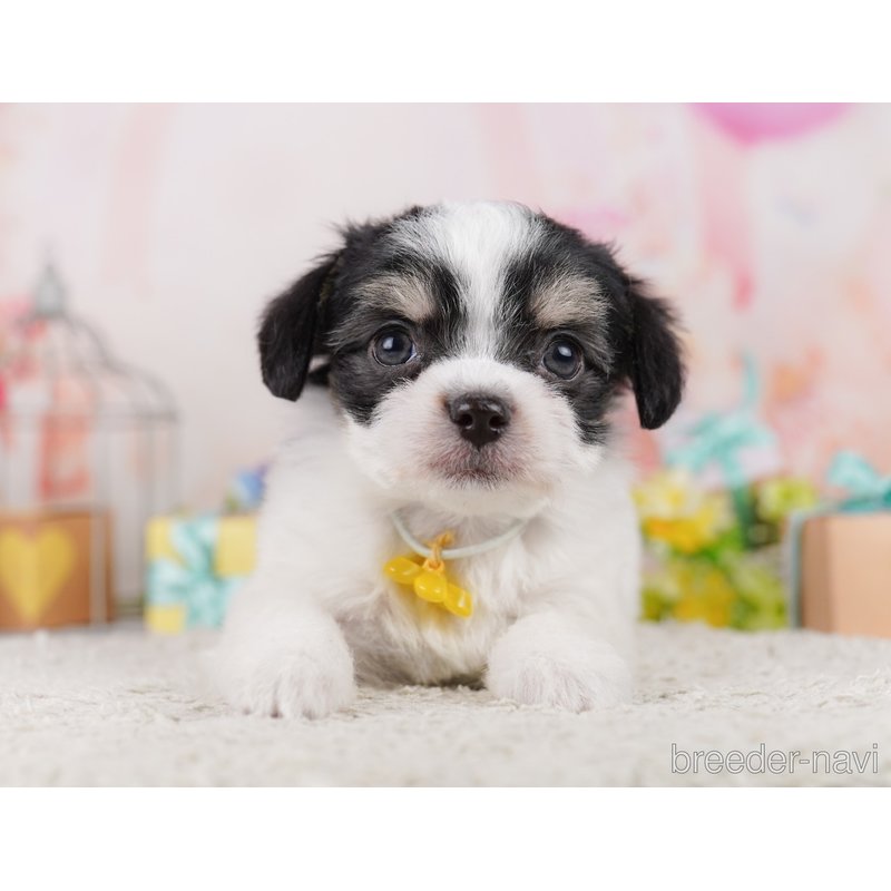 販売中の千葉県のミックス犬-399793の7枚目