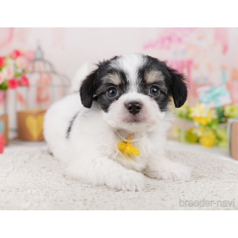 販売中の千葉県のミックス犬-399793の8枚目