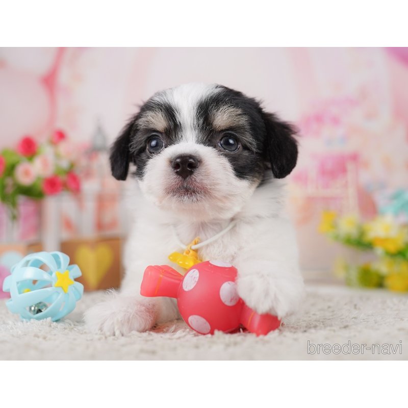 販売中の千葉県のミックス犬-399793の9枚目