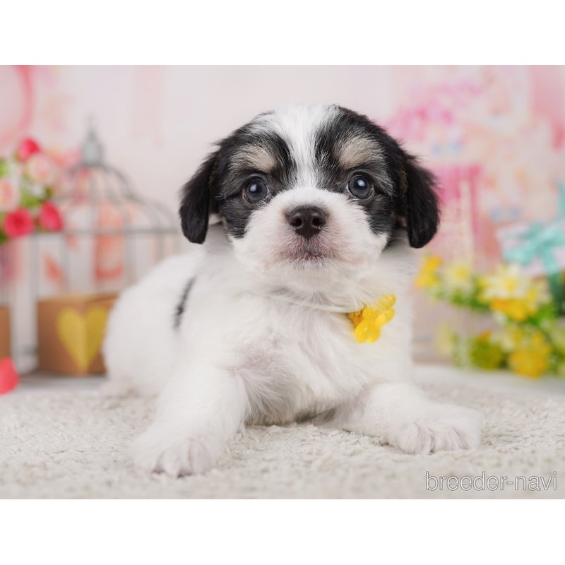 販売中の千葉県のミックス犬-399793の5枚目