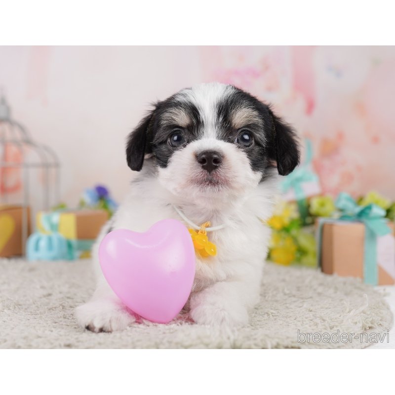 販売中の千葉県のミックス犬-399793の6枚目