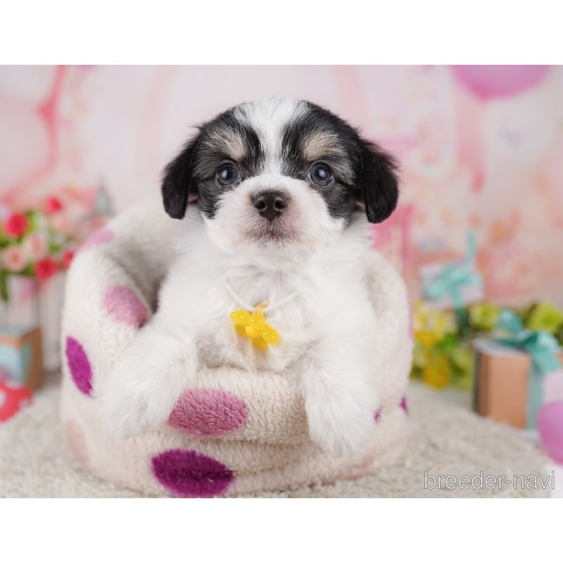 販売中の千葉県のミックス犬-399793の4枚目