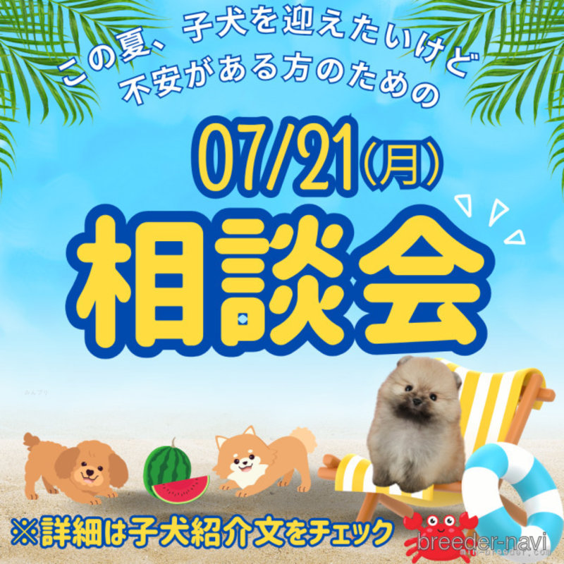 販売中の千葉県のチワワ(ロングコート)-399821の3枚目