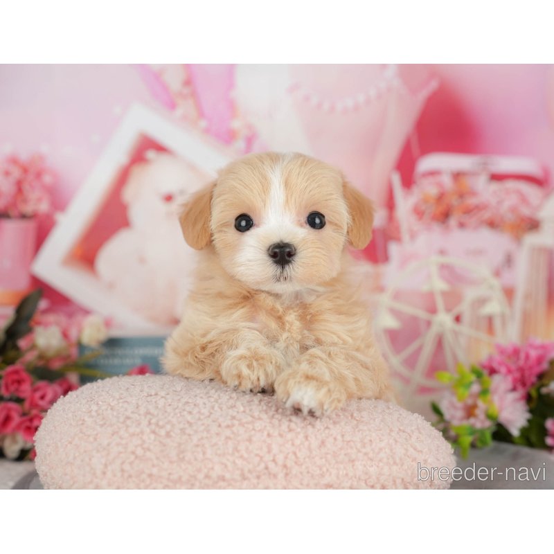 販売中の千葉県のミックス犬-399972