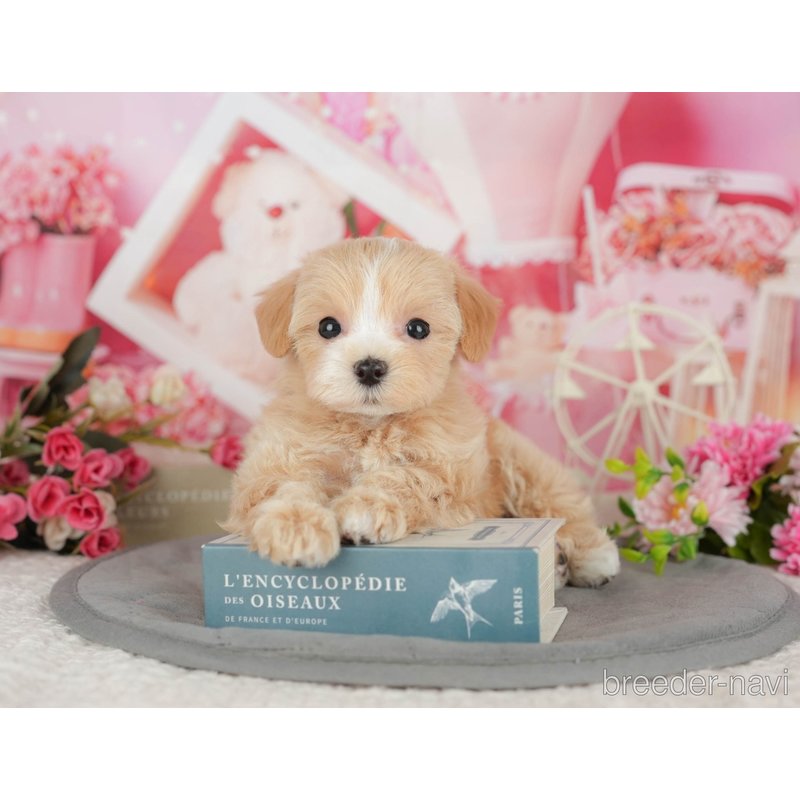 販売中の千葉県のミックス犬-399972の7枚目