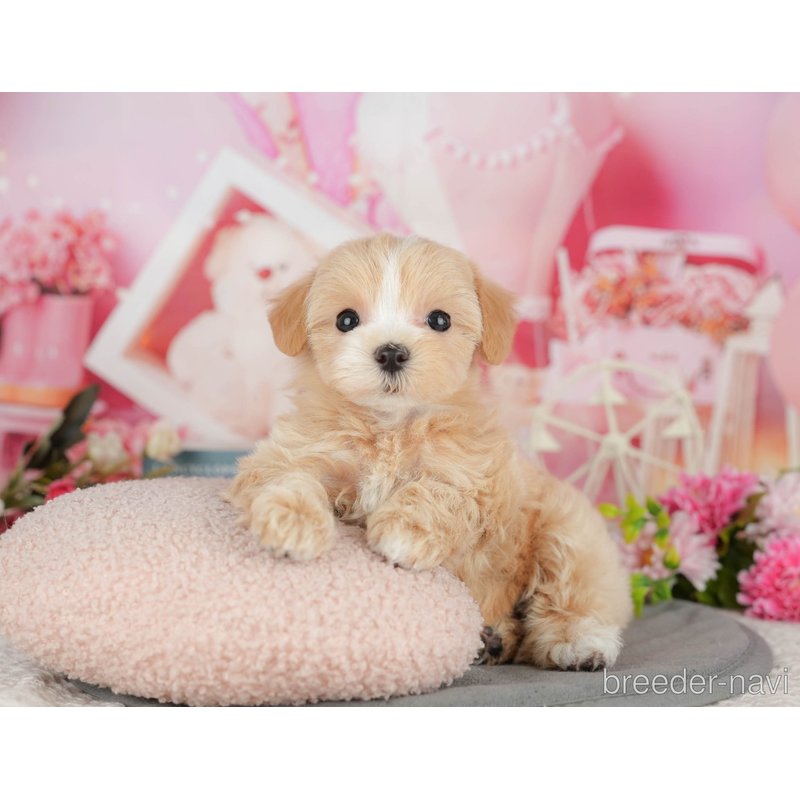 販売中の千葉県のミックス犬-399972の8枚目